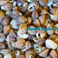 Snail Macaroni | Flattened Obba | 2 - 3 cm