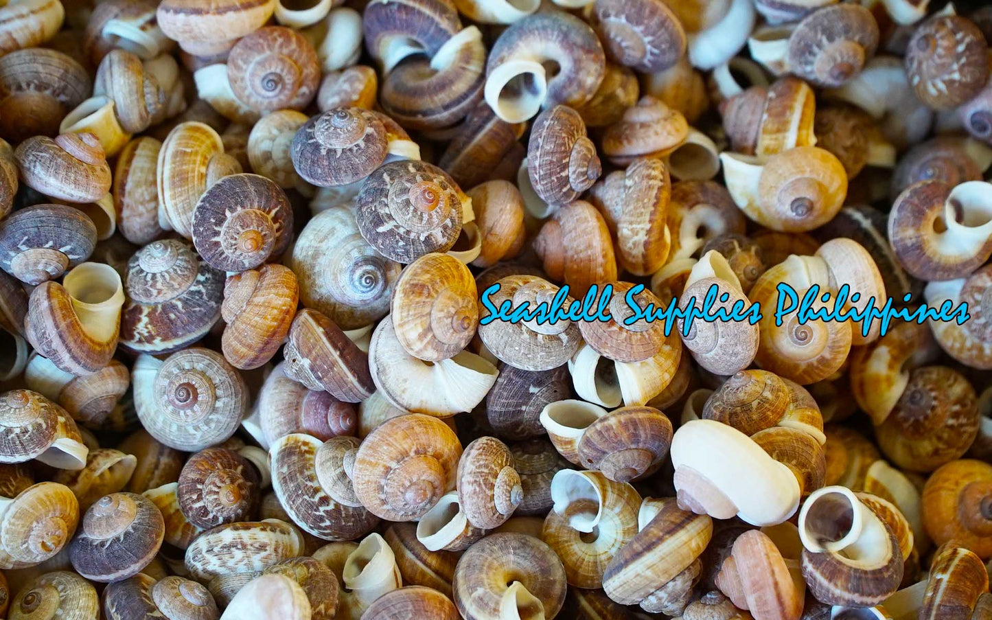 Snail Macaroni | Flattened Obba | 2 - 3 cm