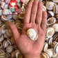 Snail | White Round | Stripe Camiguin | 1 - 1.5 Inches