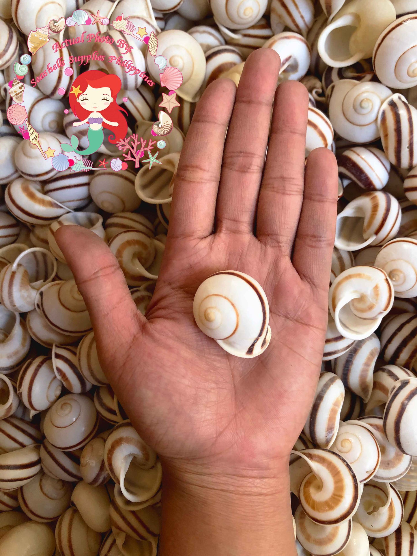 Snail | White Round | Stripe Camiguin | 1 - 1.5 Inches