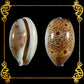 3 Pieces | Cypraea Lynx | Lynx Cowrie | 0.5 -  1.5 Inches