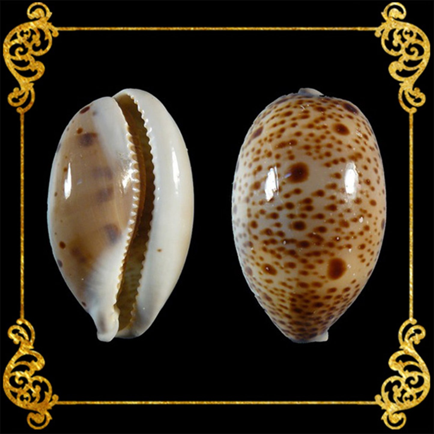 3 Pieces | Cypraea Lynx | Lynx Cowrie | 0.5 -  1.5 Inches