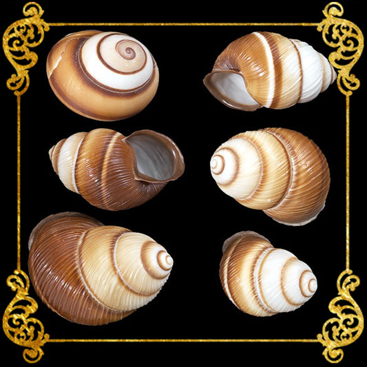 Brown Land Snail | Sowerby | 1 - 2 Inches
