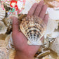 500 Grams | Pecten Radiola | Radula Scallop