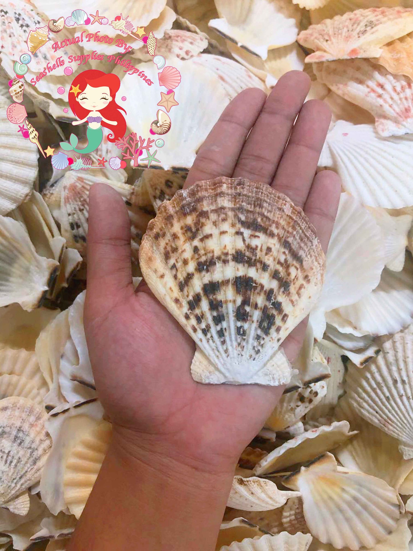 500 Grams | Pecten Radiola | Radula Scallop