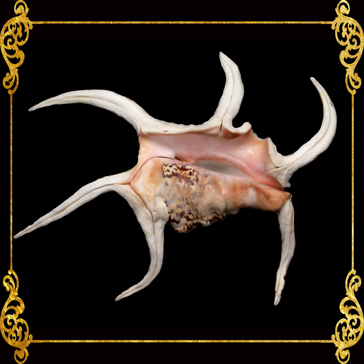 Lambis Chiragra | Spider Conch | 7 - 9 Inches | Large