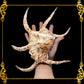 Lambis Chiragra | Spider Conch | 7 - 9 Inches | Large
