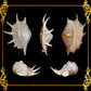 Lambis Truncata | Serba's Spider Conch | 6 - 11 Inches | Large
