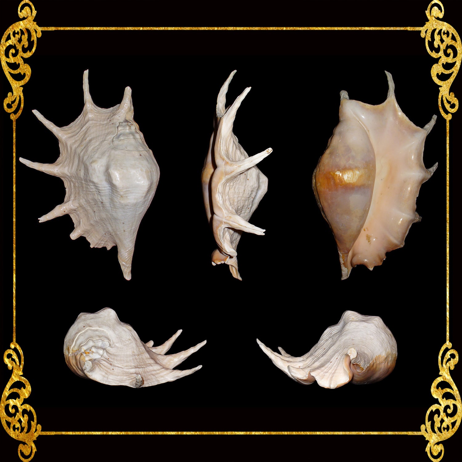 XLarge Shells