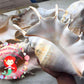 Lambis Truncata | Serba's Spider Conch | 6 - 11 Inches | Large