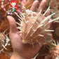 Spondylus Regius | Spiny Oyster | 5 - 5.9 Inches