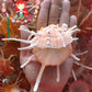 Spondylus Regius | Spiny Oyster | 4 - 4.9 Inches