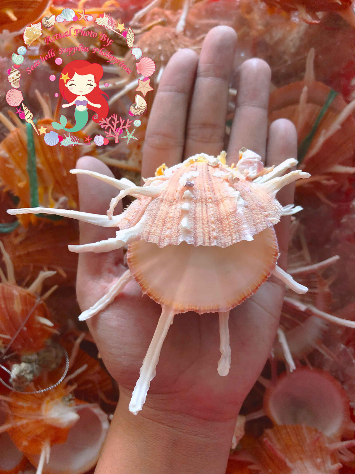 Spondylus Regius | Spiny Oyster | 4 - 6.9 Inches