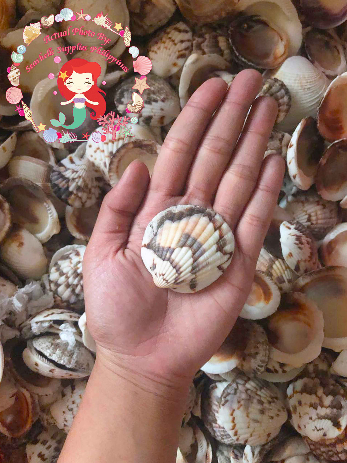 Stripe Cockle | Glycemaris Pecten | 1.5 - 2 Inches