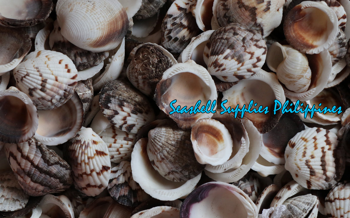 Stripe Cockle | Glycemaris Pecten | 1.5 - 2 Inches