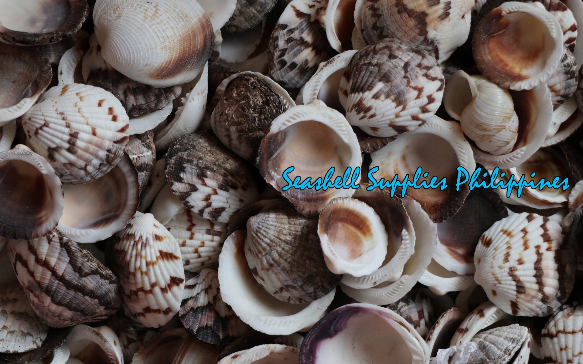 Stripe Cockle | Glycemaris Pecten | 1.5 - 2 Inches