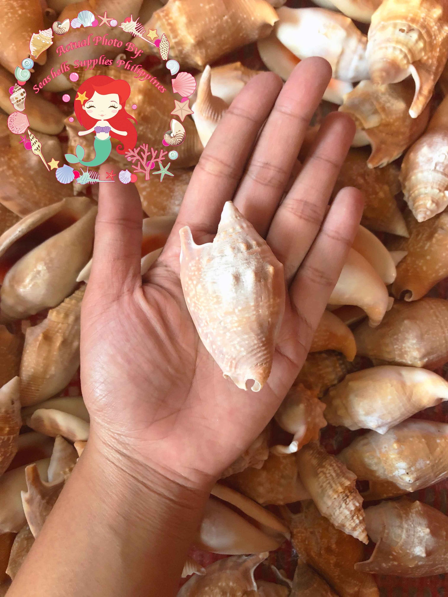 500 Grams | Aurisdiane | Diana Conch
