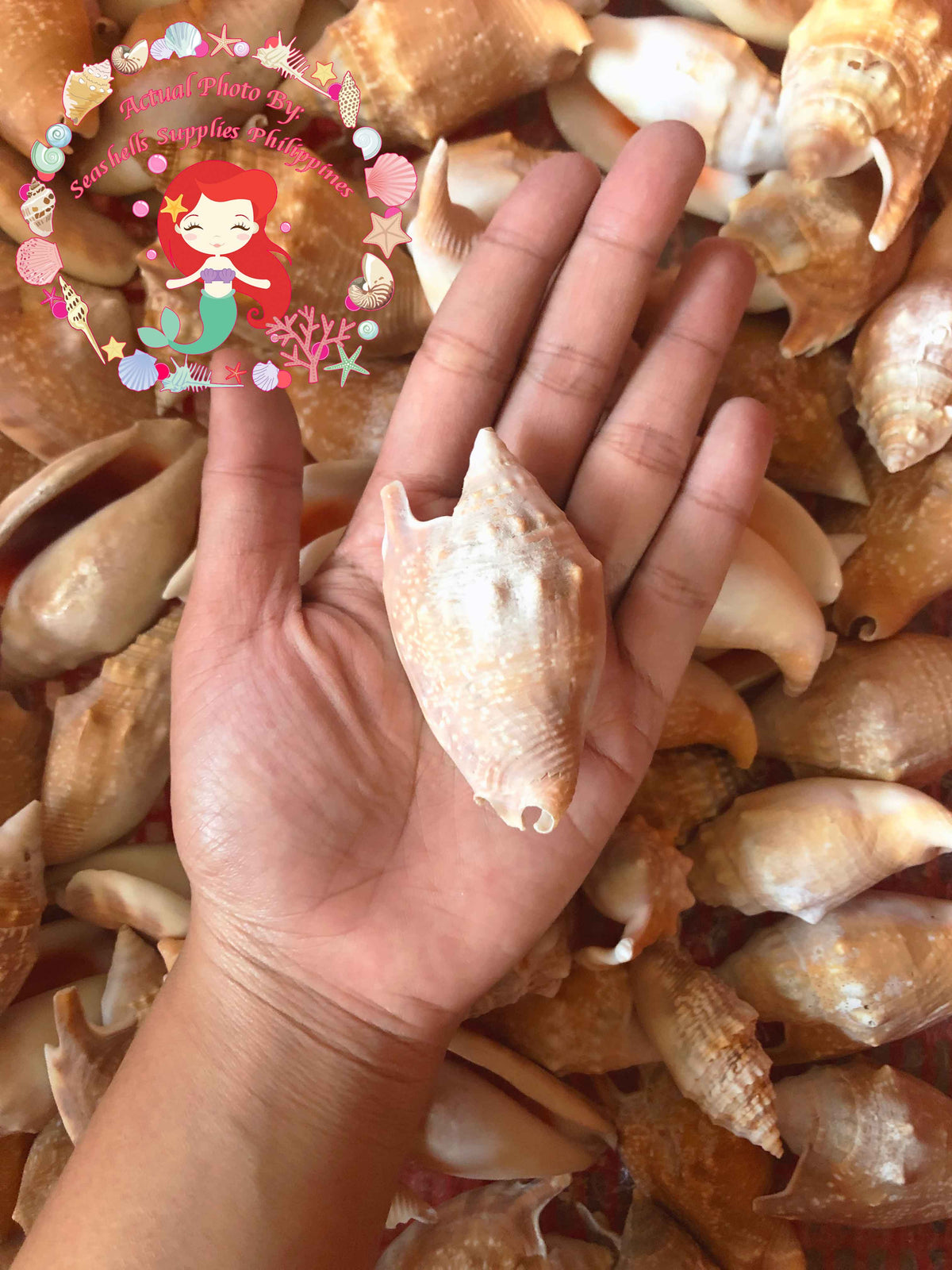 Strombus Aurisdianne | Diana Conch | 2.5 - 3.5 Inches