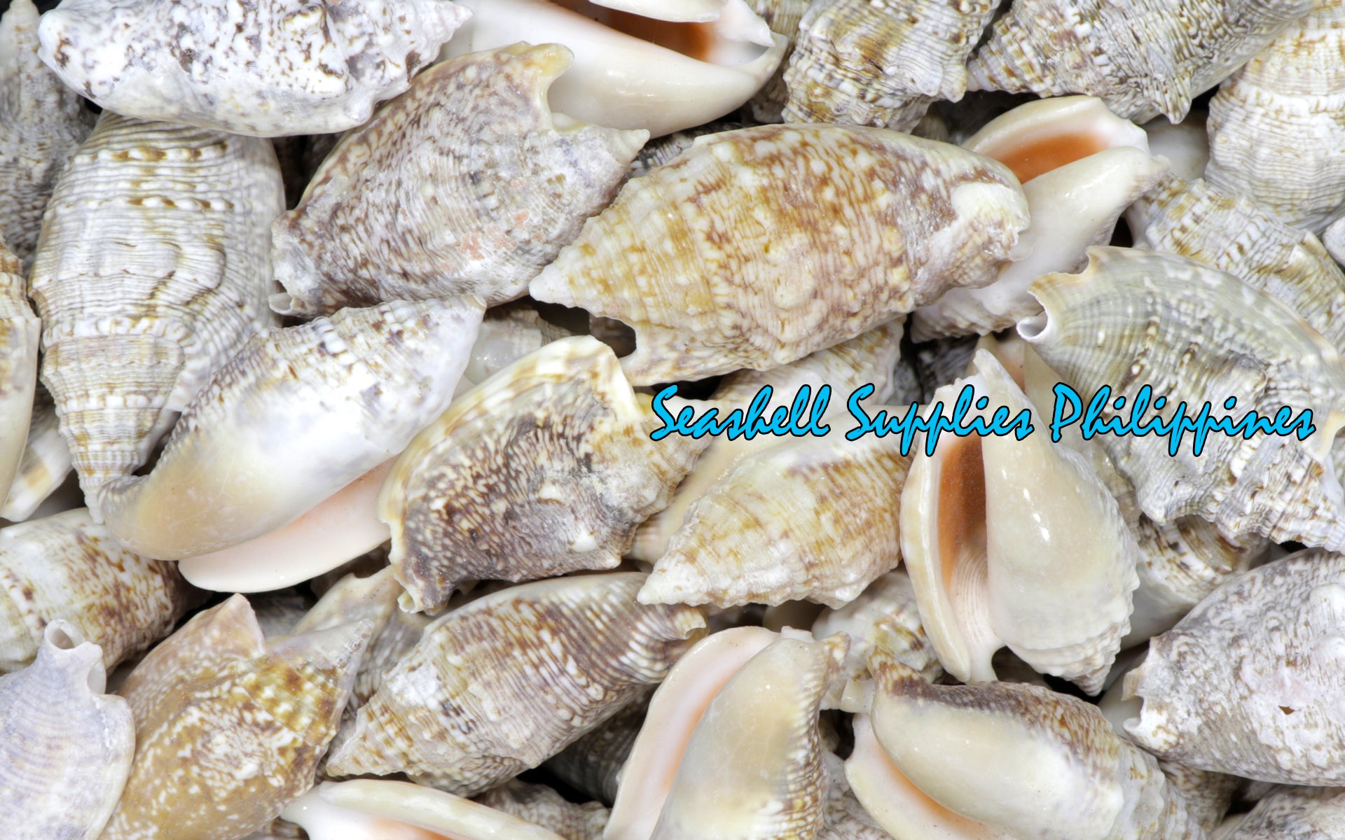 Strombus Aurisdianne | Diana Conch | 2.5 - 3.5 Inches