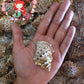 Bursa Rubeta | Tutufa Rubeta | 1 - 1.5 Inches