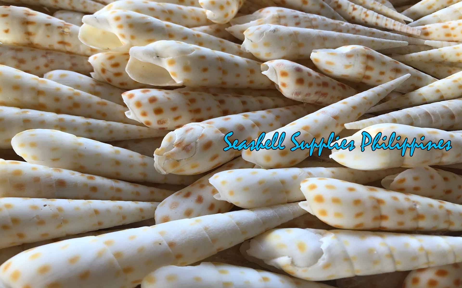 Terebra Areolata Antik | Fly Spotted Auger | 2.5 - 6 Inches | Large