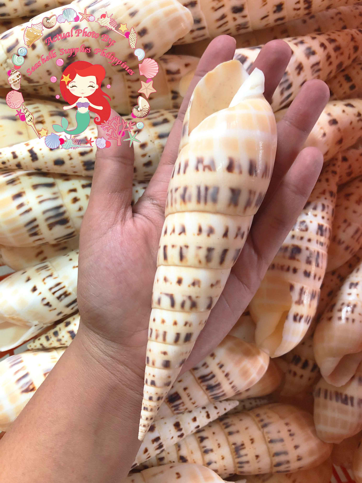 Terebra Maculata | Marlinspike Auger | Oxymeris Maculata | 3 - 7 Inches | Large