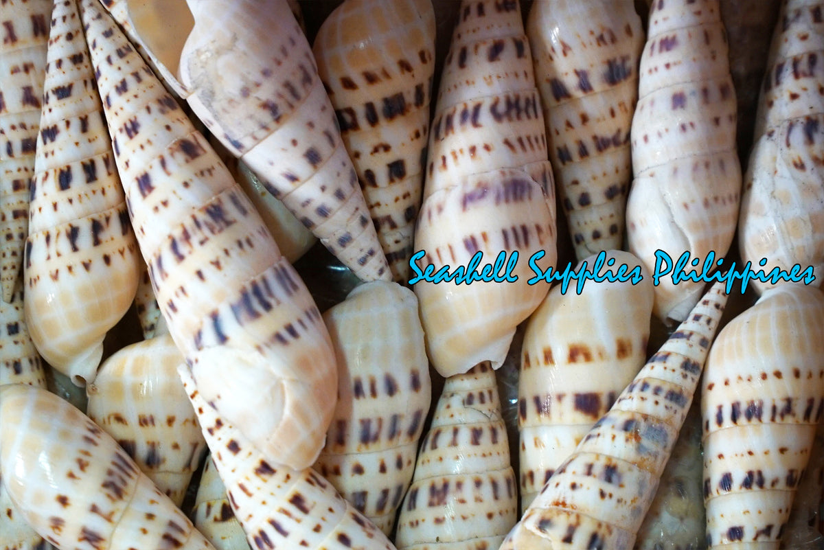 Terebra Maculata | Marlinspike Auger | Oxymeris Maculata | 3 - 7 Inches | Large