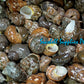 Turbo Petholatus | Natural | Tapestry Turban | 1.5 - 3 Inches