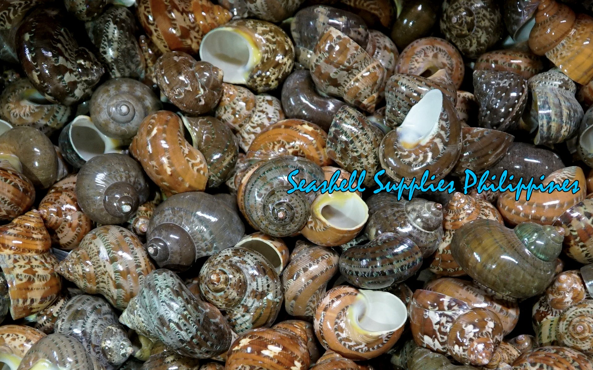 Turbo Petholatus | Natural | Tapestry Turban | 1.5 - 3 Inches