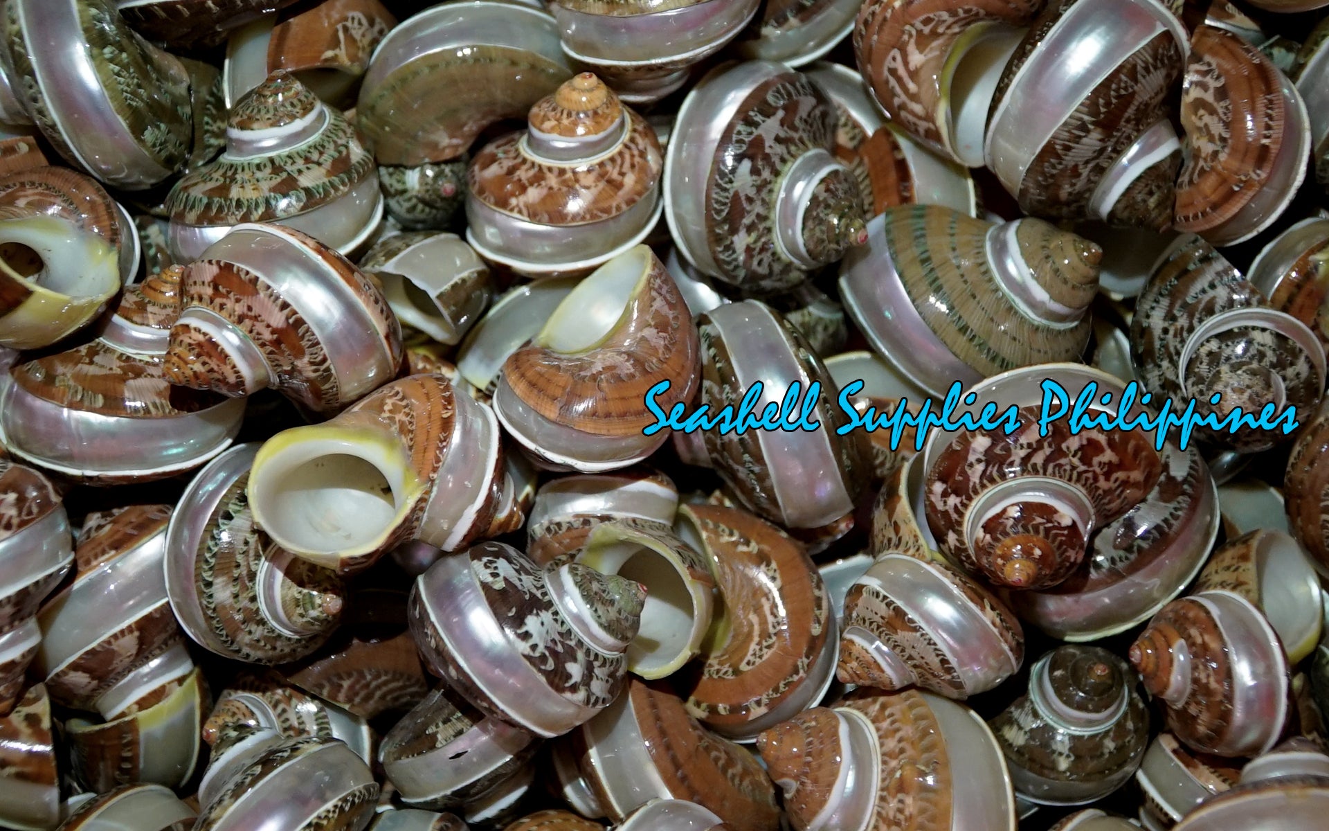 Turbo Petholatus | Spiral | Tapestry Turban | 1 - 2 Inches