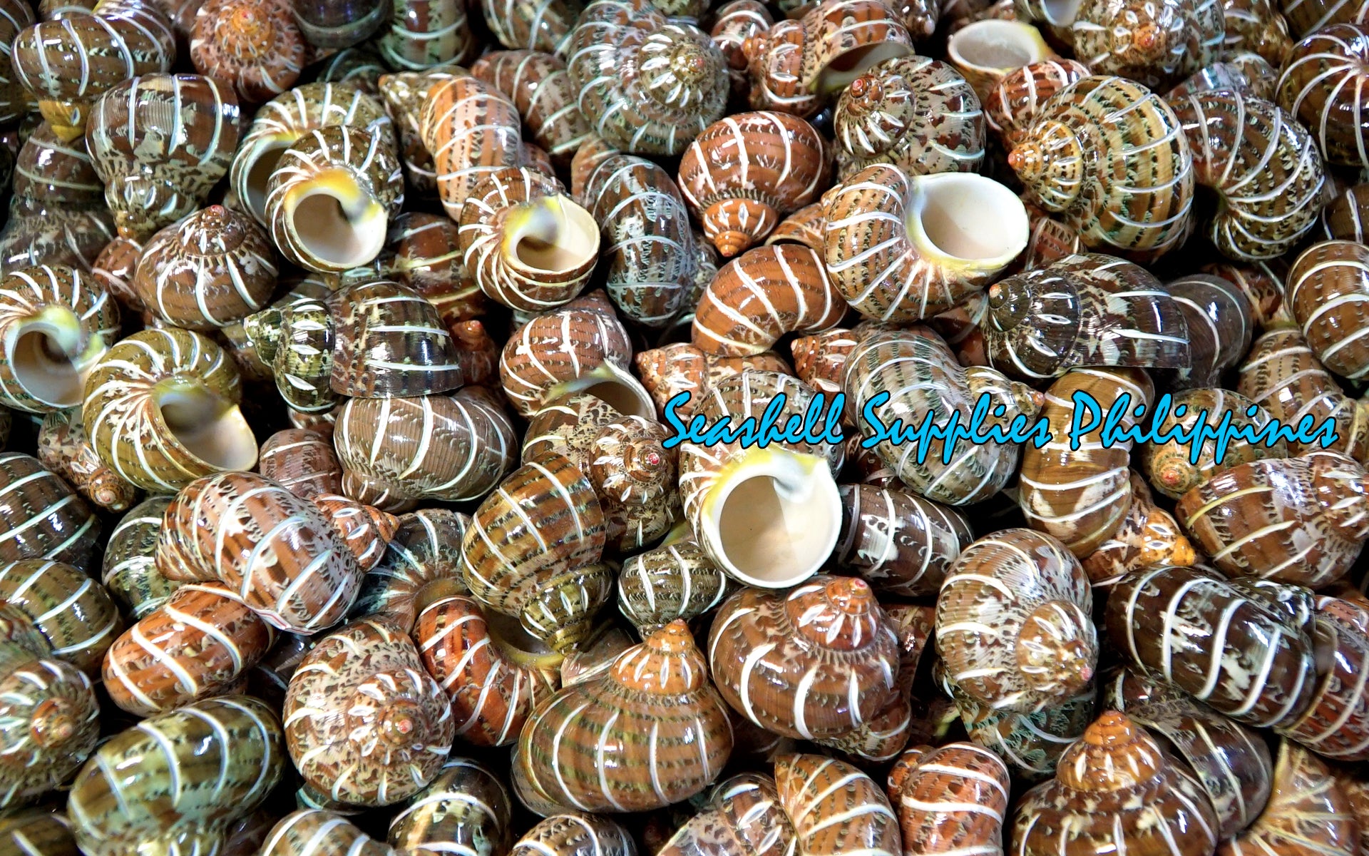 Turbo Petholatus | Stripe | Tapestry Turban | 1 - 2 Inches