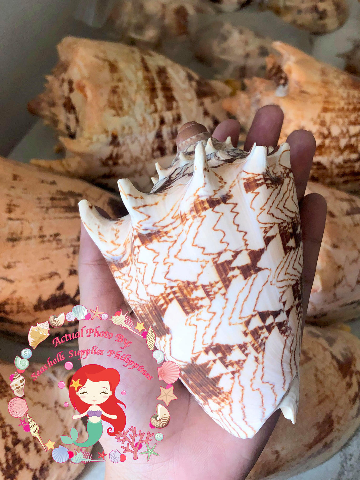 Voluta Imperiales | Cymbiola Imperialis | 9 - 10 Inches | Extra Large