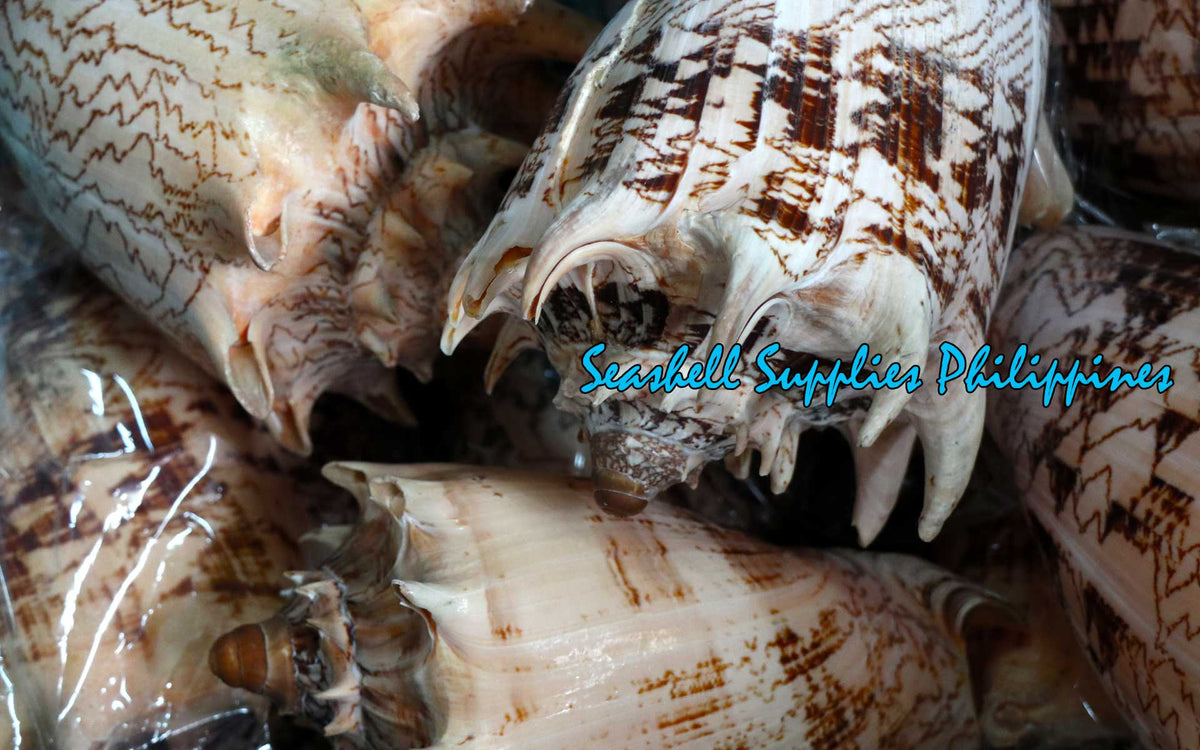 Voluta Imperiales | Cymbiola Imperialis | 3 - 10 Inches