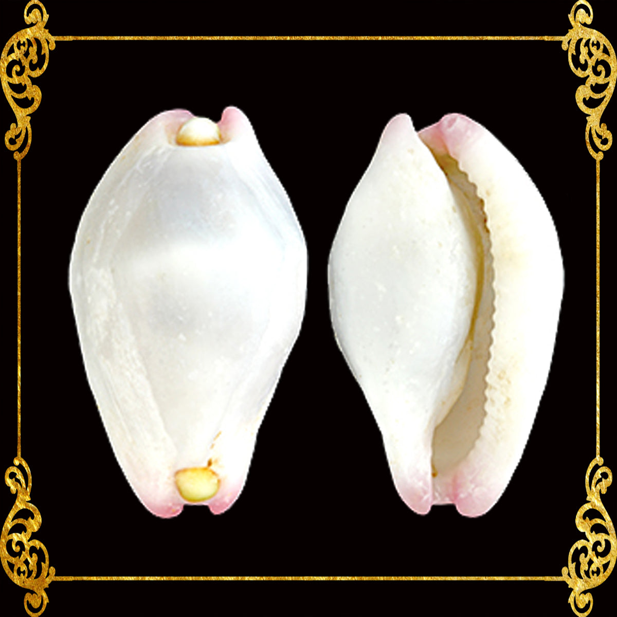 Calpurnus | Umbilical Ovula | 1 - 1.5 Inches