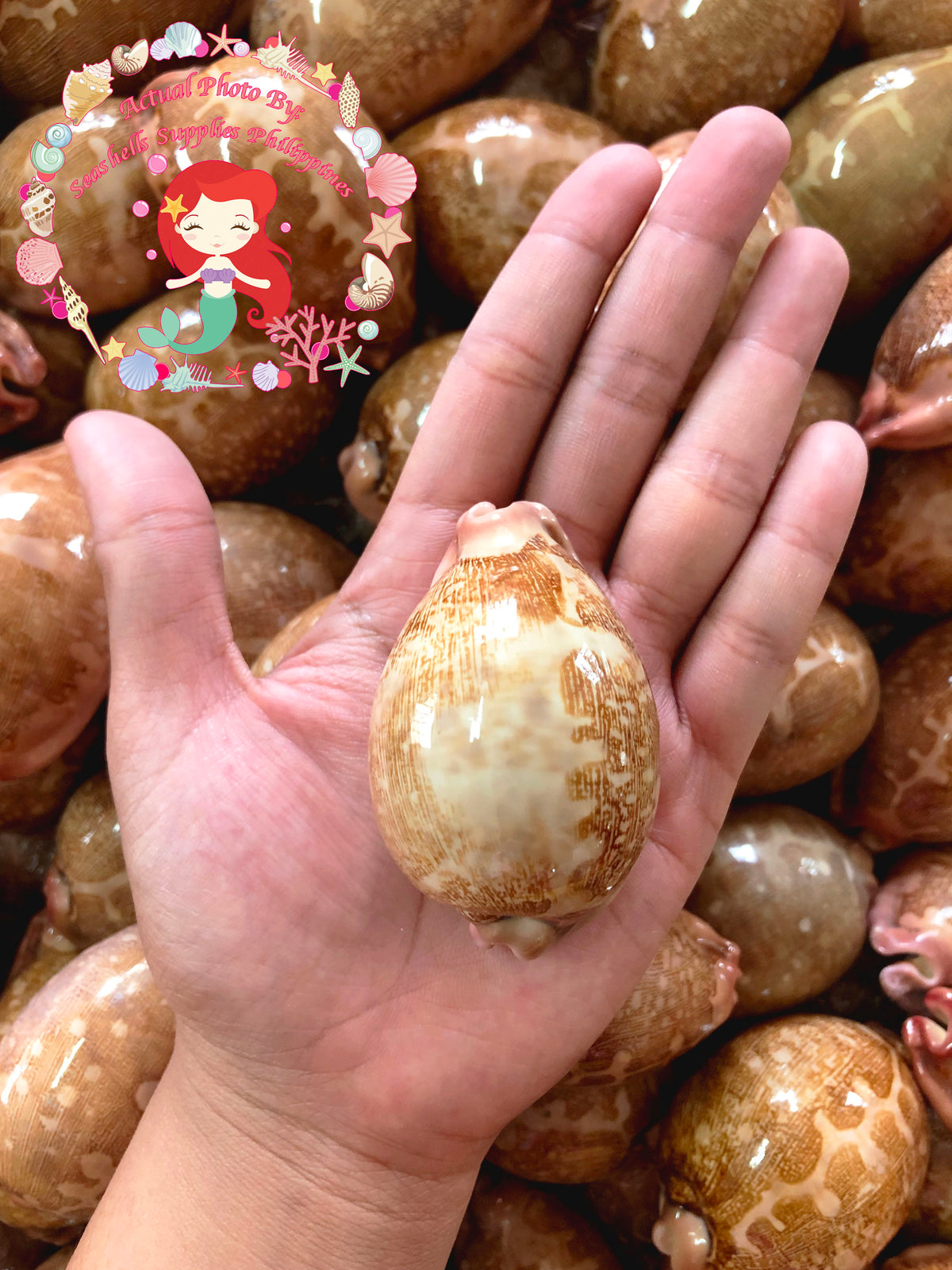 Cyprea Mappa | Map Cowrie | 1 - 4 Inches