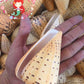 Conus Betulinus | Beech Cone | 4 - 4.5 Inches