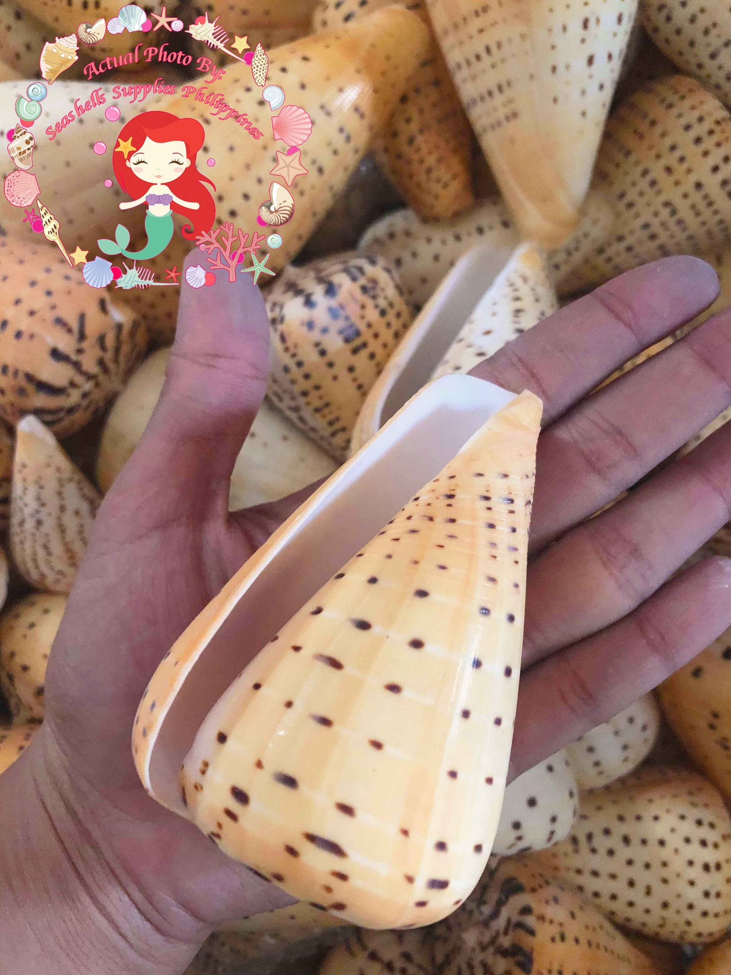 Conus Betulinus | Beech Cone | 4 - 4.5 Inches
