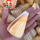 Conus Betulinus | Beech Cone | 2 - 3.5 Inches