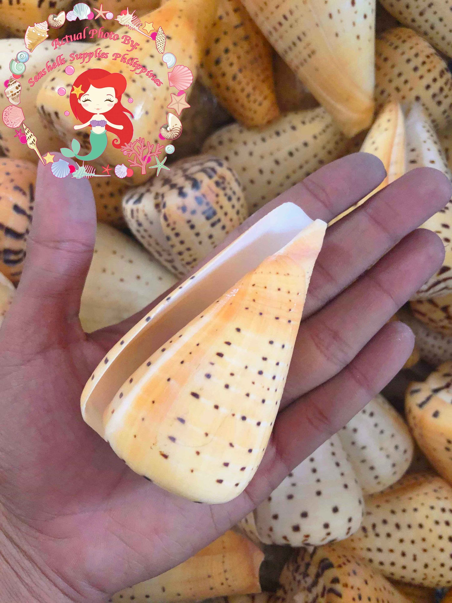 Conus Betulinus | Beech Cone | 2 - 3.5 Inches