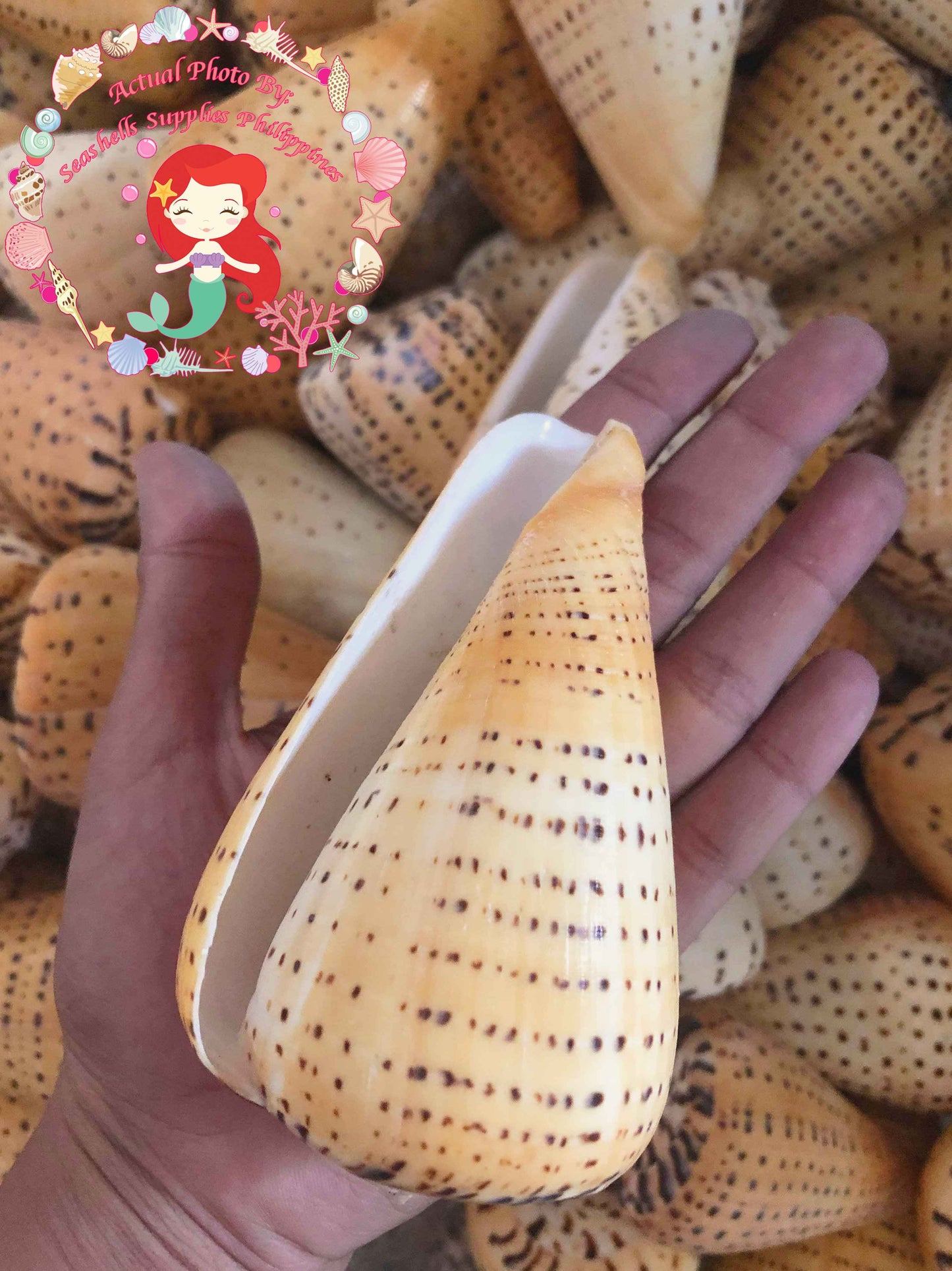 Conus Betulinus | Beech Cone | 4 - 4.5 Inches