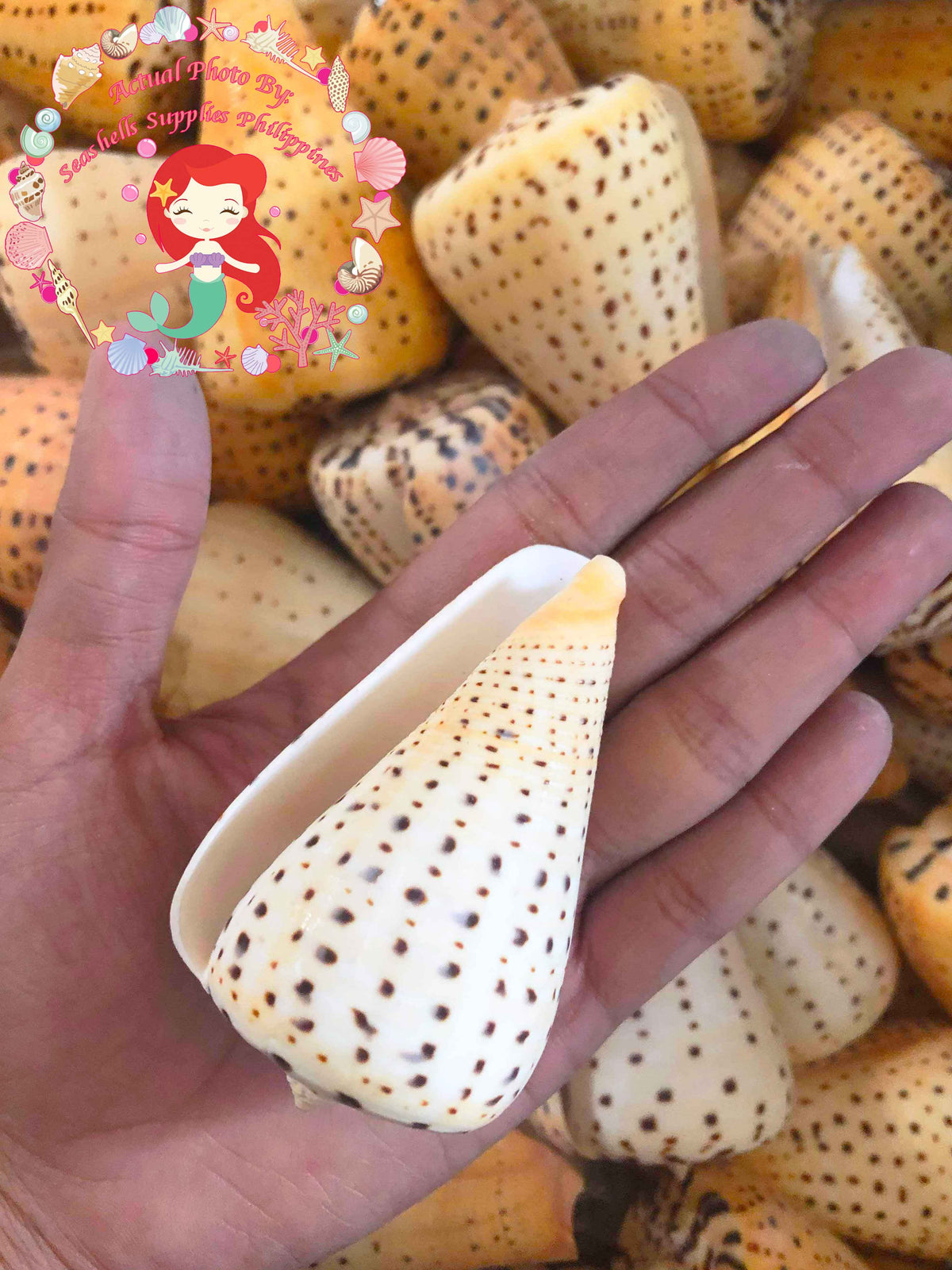 Conus Betulinus | Beech Cone | 1 - 4.5 Inches