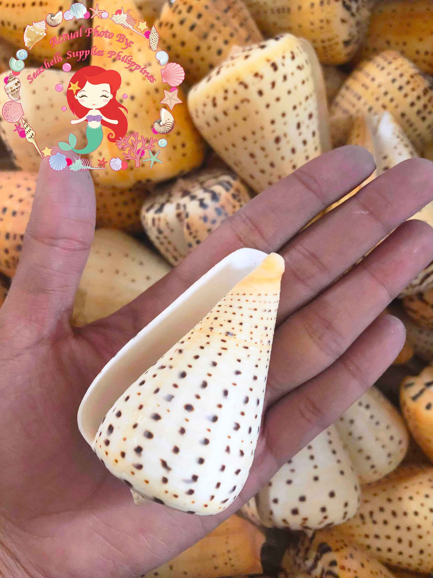Conus Betulinus | Beech Cone | 2 - 3.5 Inches