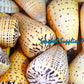 Conus Betulinus | Beech Cone | 2 - 3.5 Inches