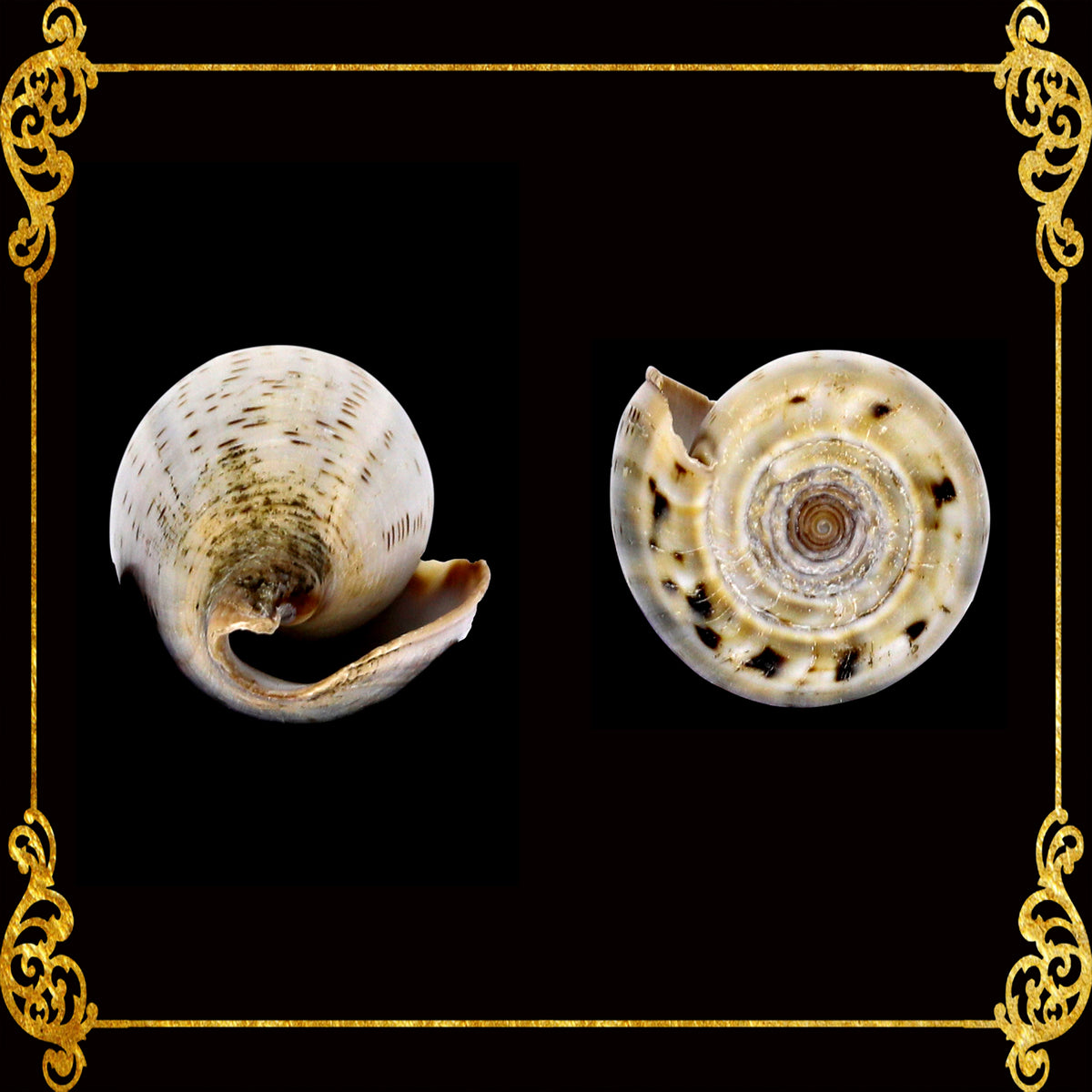 Conus Glaucus | Glaucus Cone | 1 - 3 Inches