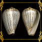 Conus Glaucus | Glaucus Cone | 1 - 3 Inches