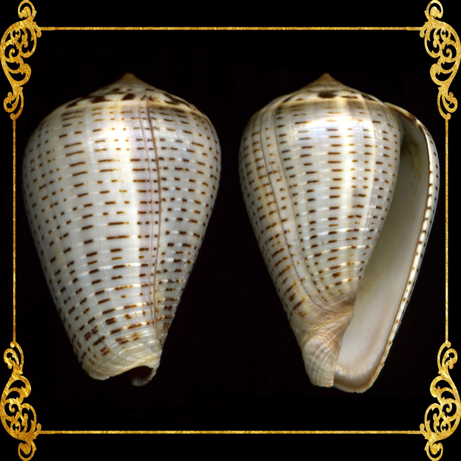 Cone Shells | Family Conidae