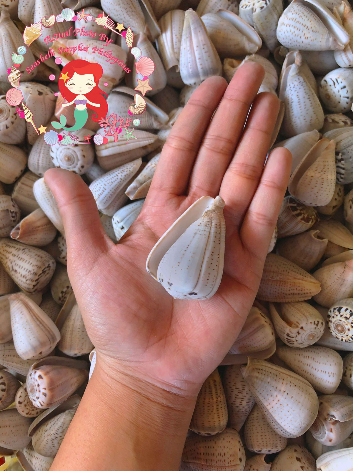 Conus Glaucus | Glaucus Cone | 1 - 3 Inches