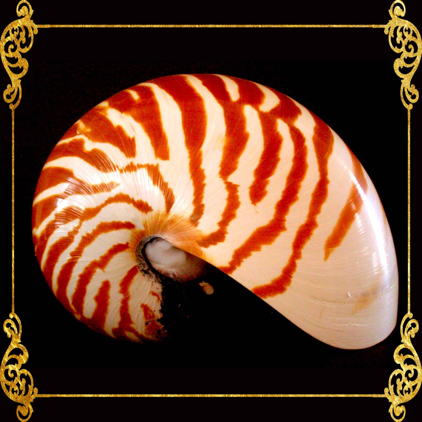 Chamber Nautilus | Natural | 4 - 5 Inches | Large