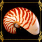 Chamber Nautilus | Natural | 5.5 - 6.5 Inches | Extra Large