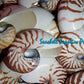 Chamber Nautilus | Natural | 4 - 5 Inches | Large